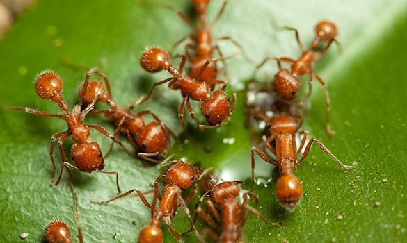 Fire Ant Control Aside Image